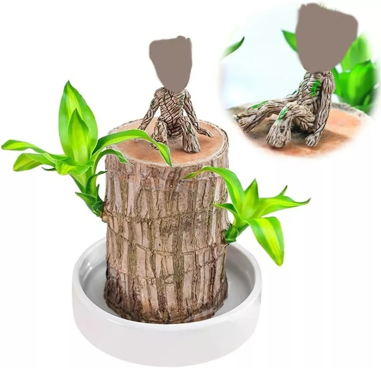 Brazil Wood Hydroponic Potted Plant Indoor Lucky Wood Potted Hydroponic Office